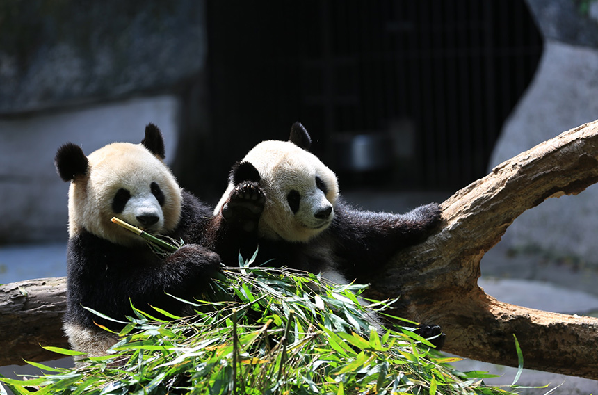 生物多样性保护